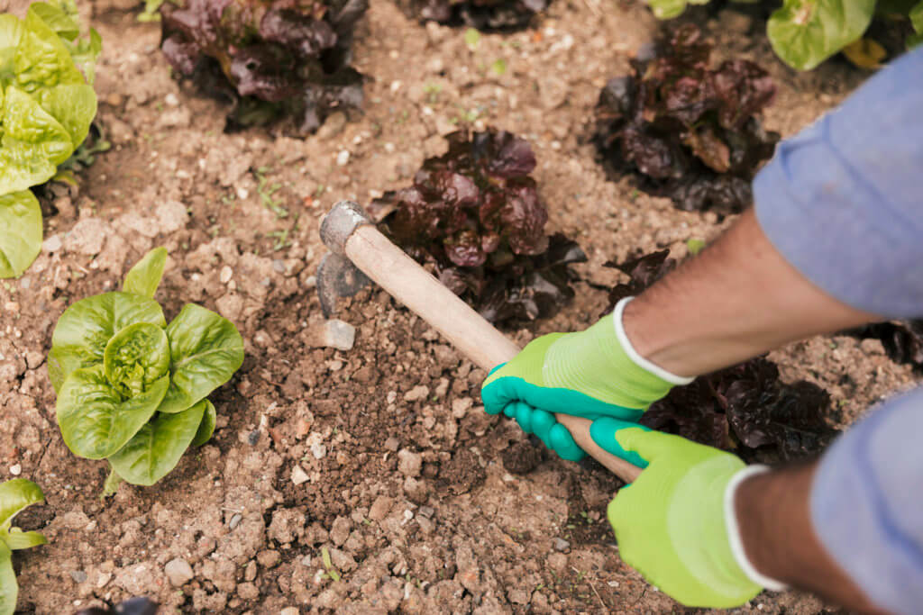 Les bienfaits d'un jardin ecologique