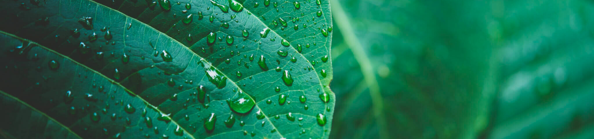 Gouttes sur des feuilles