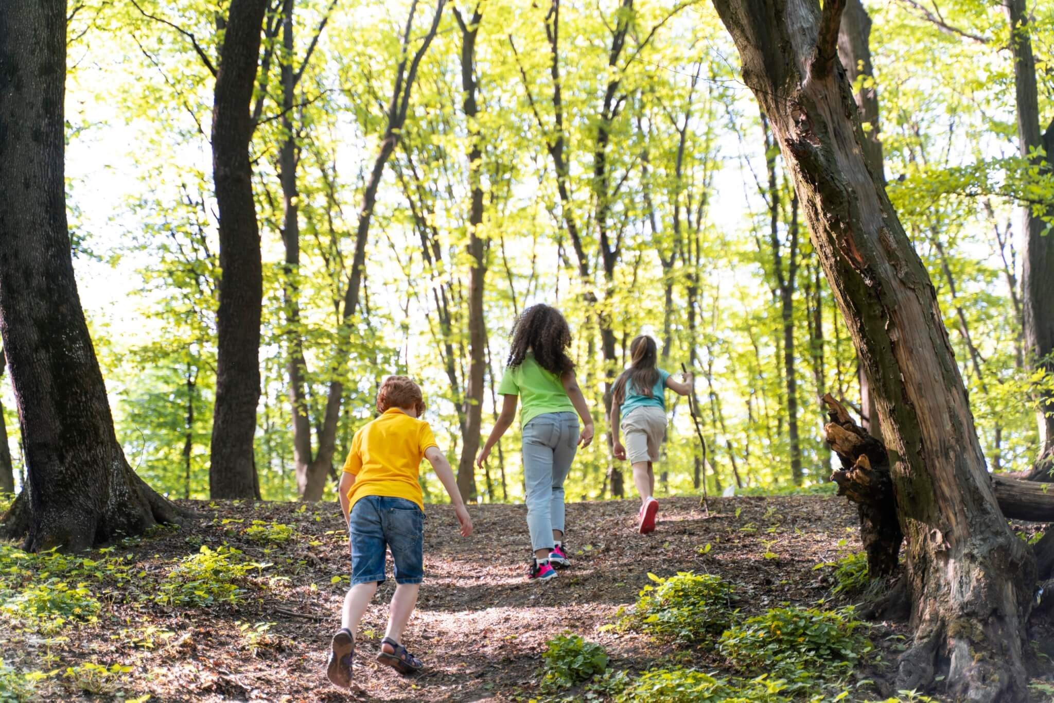Enfants jouent dans la forêt