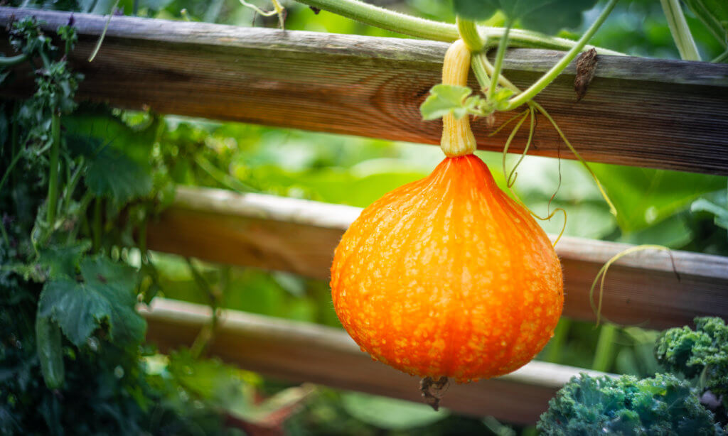 Réaliser un jardin écologique