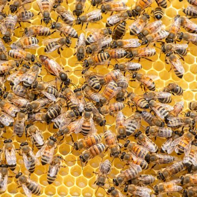 Abeille sur des alvéoles dans une ruche