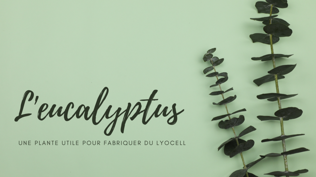 Eucalyptus pour fabriquer du Lyocell