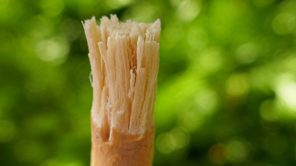 Bâton de Siwak pour se laver les dents