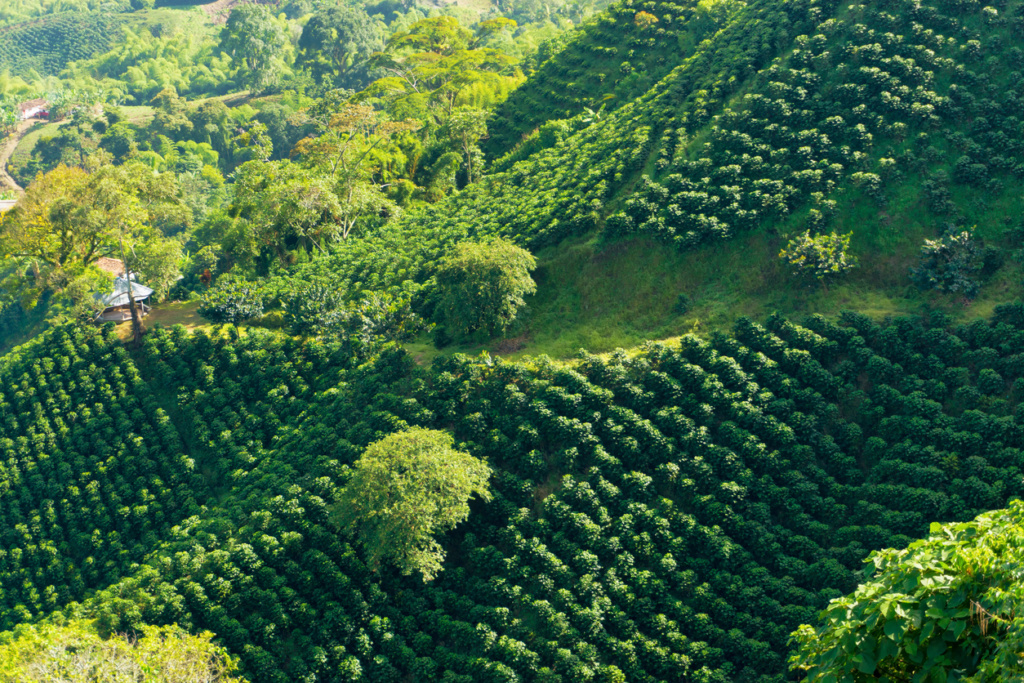 cafe bio pratiques agricoles